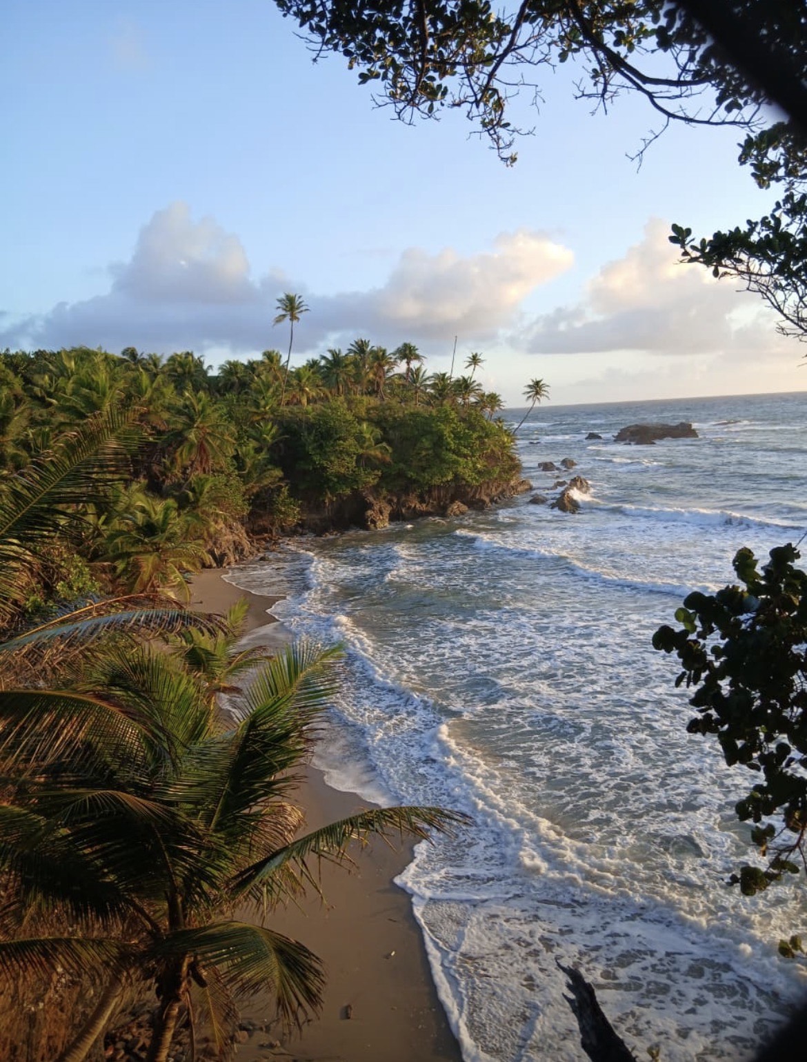 Waves washing onto a palm-lined rocky coastline